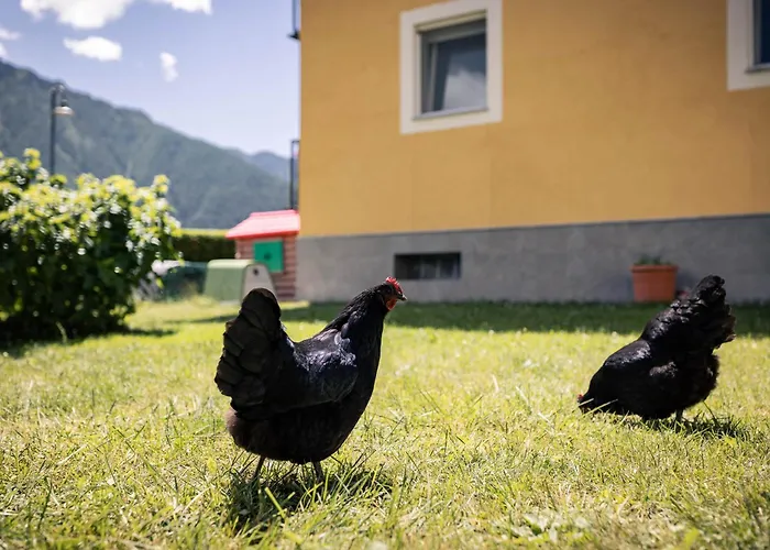 Alojamento de Acomodação e Pequeno-almoço L'oura